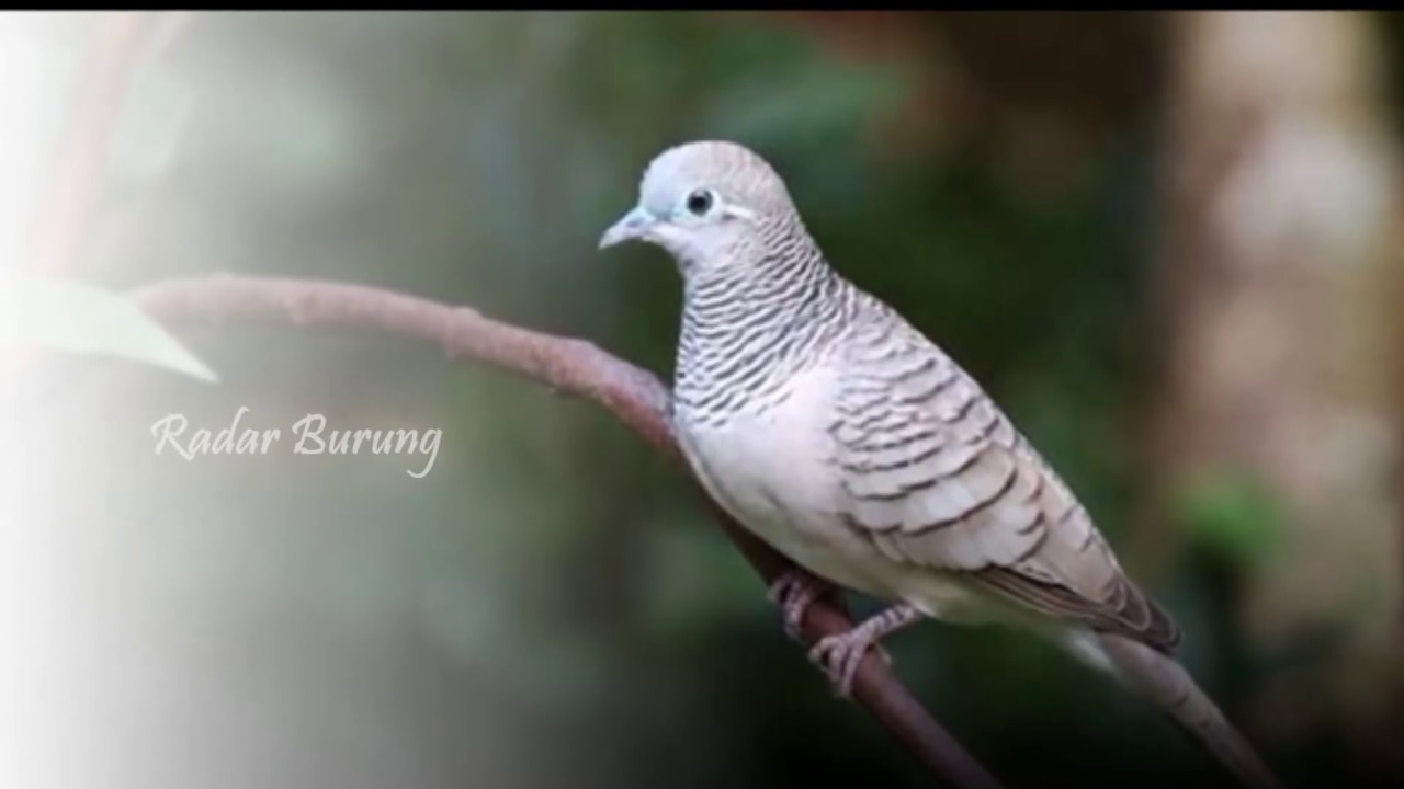 Pancingan Suara Burung Perkutut Gacor Nembak 