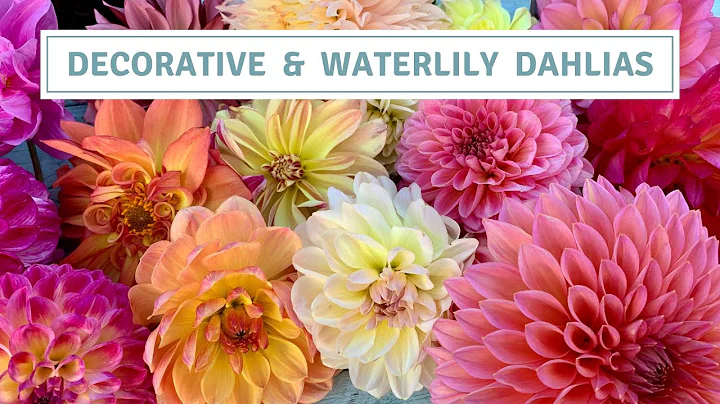 Dahlia Tour Decorative And Waterlily Varieties 2022