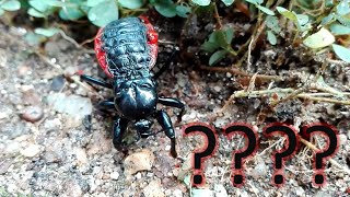 Red and Black Beetle