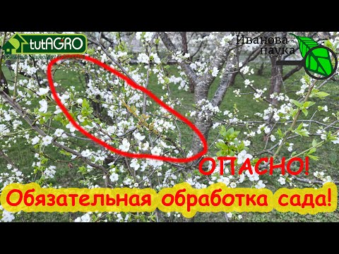 ВНИМАНИЕ!!! СРОЧНО!!! Сад зацвел - немедленно проведите эту обработку, тогда урожая будет МОРЕ!
