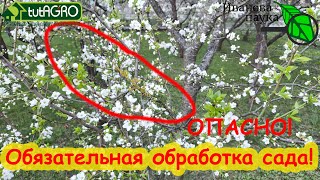 ВНИМАНИЕ!!! СРОЧНО!!! Сад зацвел - немедленно проведите эту обработку, тогда урожая будет МОРЕ!