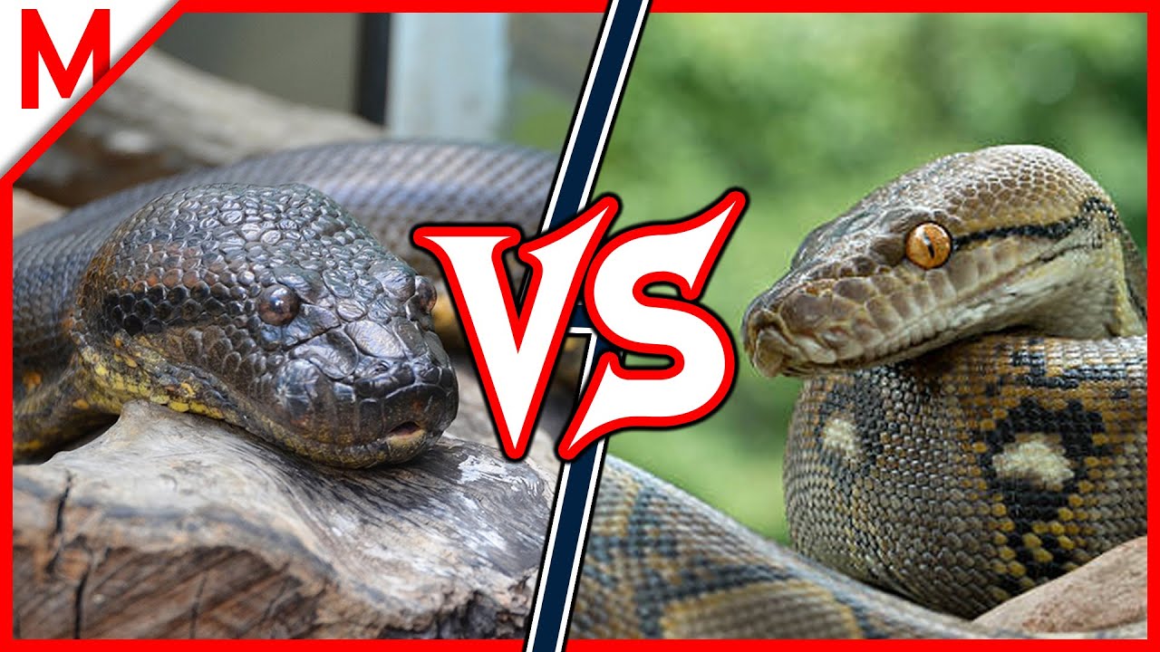 Green Anaconda Vs Giant Anaconda: Which One is bigger And What's the Difference?