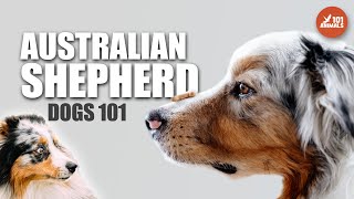 Discovering the AUSTRALIAN SHEPHERD -  the Ultimate Working Dog 101 by Animals101 92 views 10 months ago 2 minutes, 29 seconds