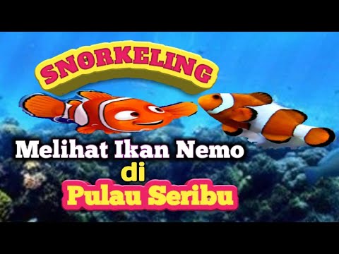 pulau-seribu-||-snorkeling-melihat-ikan-nemo-||-pulau-untungjawa-||-tempat-wisata-||-eza-puja