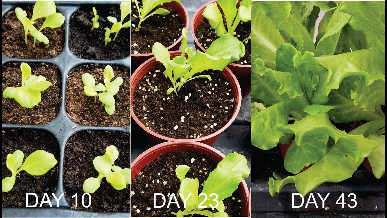 How to grow lettuce from seed 