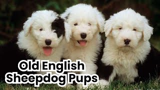 Adorable Old English Sheepdog Pups: Cuteness Overload!