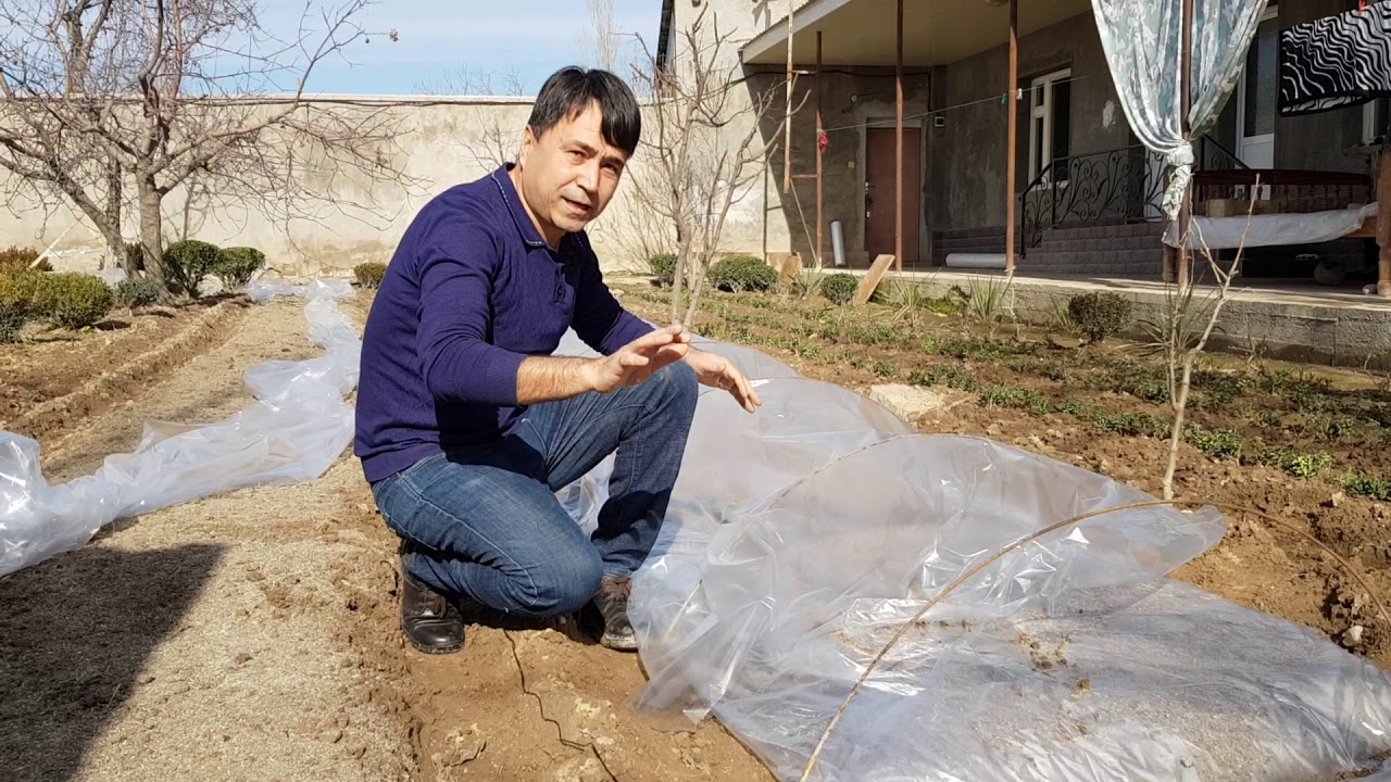 Пиёз уруғи плёнка остига қачон экилади ?