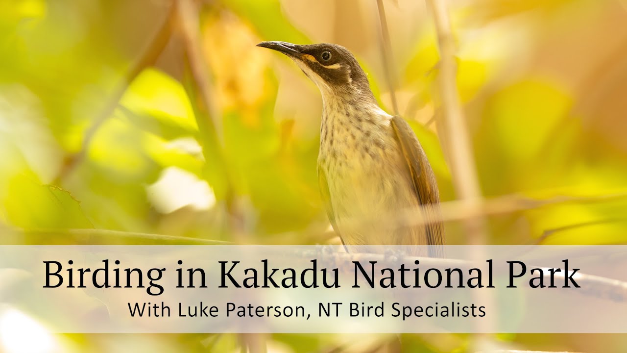 Bird Watching in Kakadu National Park with Luke Paterson, NT Bird Specialists