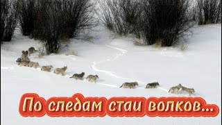 По следам стаи Волков…