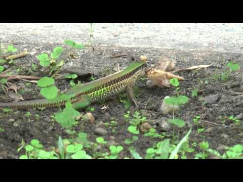 Vídeo: Lagarto verde qual é o nome? O que os lagartos verdes comem