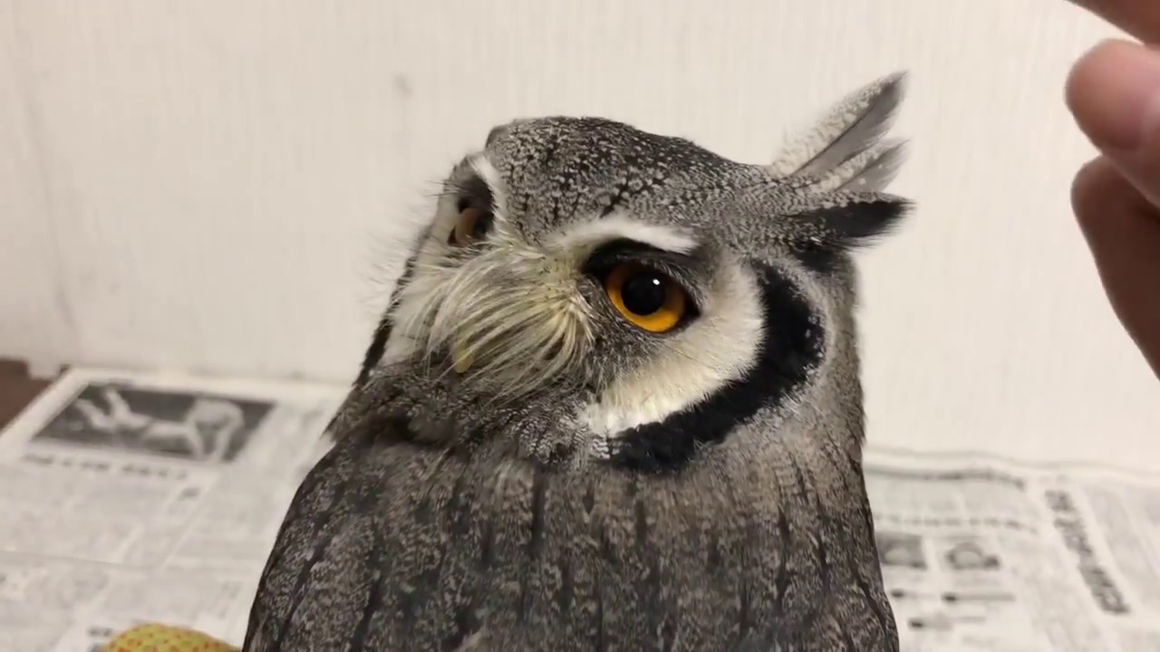 ミミズクの羽角バラバラ事件 - YouTube