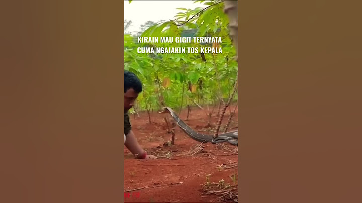 DIKIRA MAU GIGIT KING COBRA INI NGAJAK TOS KE PANJI