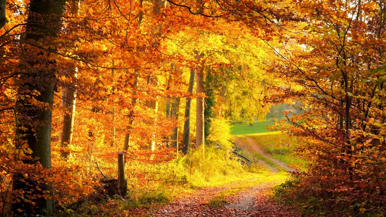 Peder B. Helland - Enchanted Forest (Radio Edit)