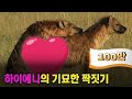 수컷이 맘에 안들면 암컷 하이에나가 하는 충격적인 행동은? [신비한 동물퀴즈] MBN 200512 방송 #동물퀴즈 #하이에나 #MBN