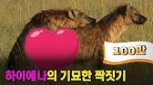 잠깐…확인해볼 게 있어…수컷 기린이 짝짓기를 멈춘 이유는? - YouTube 잠깐…확인해볼 게 있어…수컷 기린이 짝짓기를 멈춘 이유는? - Youtube