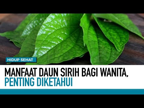 Manfaat Daun Sirih untuk Wanita | Hidup Sehat tvOne