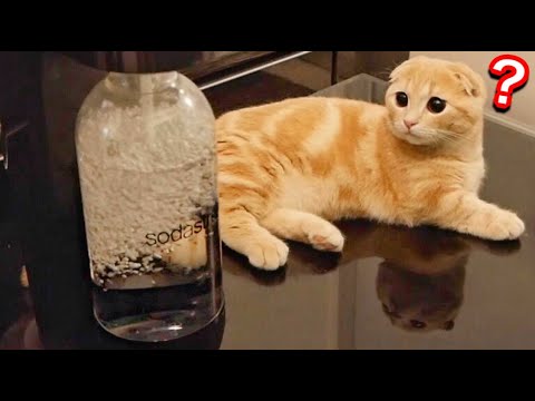 子猫が初めて炭酸水メーカーを見たときの反応。【短足マンチカン】