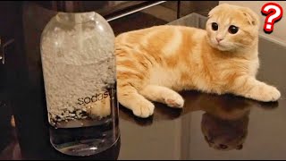 子猫が初めて炭酸水メーカーを見たときの反応。【短足マンチカン】