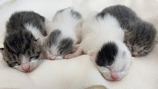 4匹の赤ちゃん猫を保護