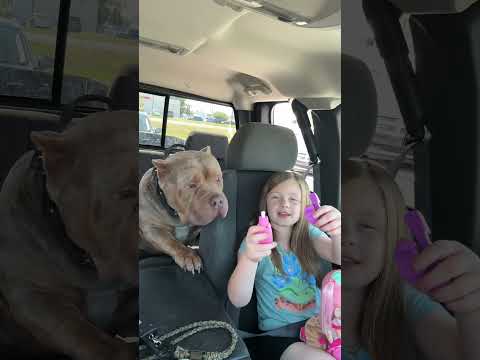 XL BULLY CONGO AND BRISTYN Americanbully Xlbullykennel Short