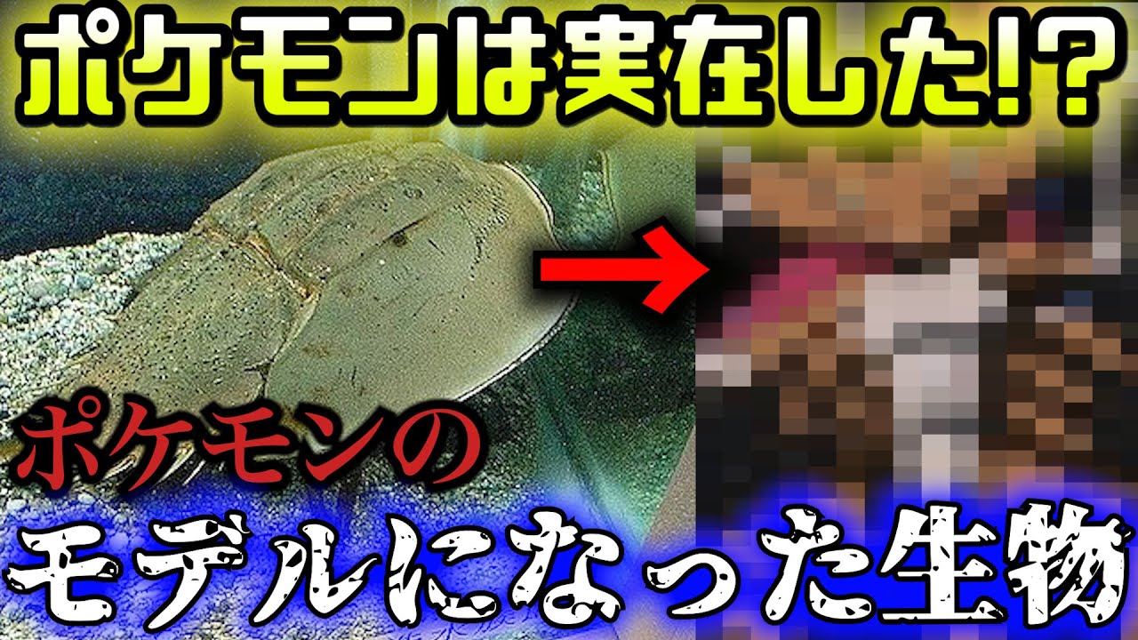 ポケモンは現実に存在していた ポケモンのモデルになった古代生物3選 キモカワな古代生物 7 Youtube