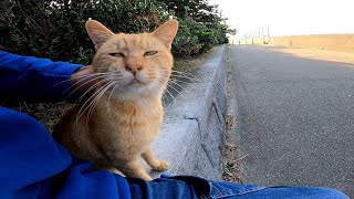 海沿いの道で茶トラ猫がゴロゴロ言いながら甘えてきた