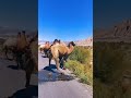     جمل ذو سنامين