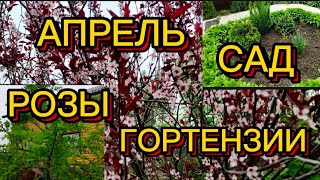 Утренняя прогулка по саду🌺🍀