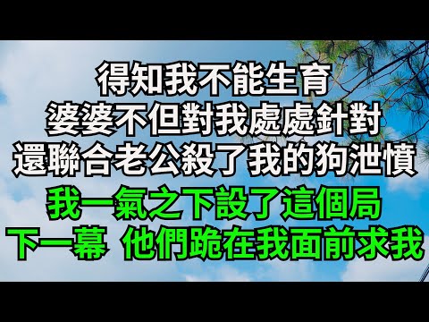 得知我不能生育，婆婆不但對我處處針對，還聯合老公殺了我的狗泄憤，我一氣之下設了這個局，下一幕 他們跪在我面前求我【字裹情緣】#落日溫情#情感故事#花開富貴#深夜淺讀#家庭矛盾#爽文