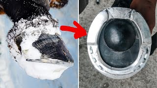 SNOW HORSESHOE?? DISEASED Hoof | Therapeutic Horseshoeing | Satisfying Farrier