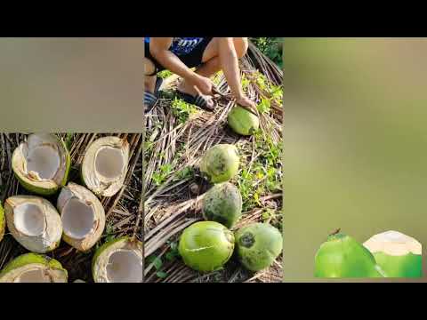 BUHAY PROBINSYA FRESH BUKO IN THE FARM
