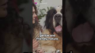 Facts about Saint Bernard #dog #doglover #viralvideo #viralshorts #viral