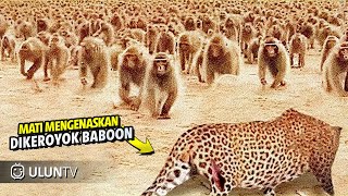 Leopard has all-out Brawl With 50 Baboons - Different Angle