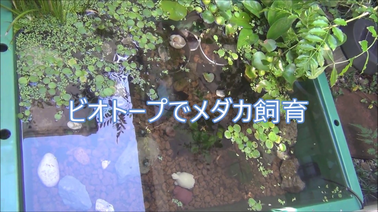 睡蓮鉢で金魚の屋外飼育 池 ビオトープ Youtube