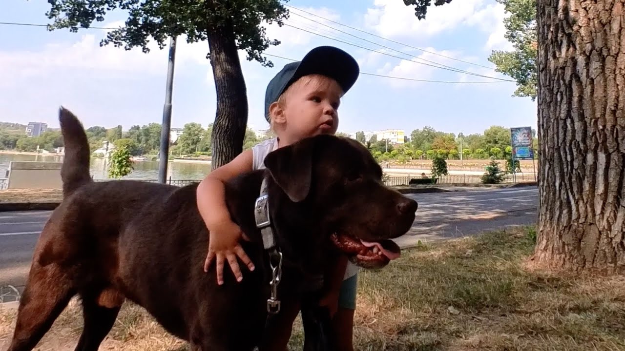 Baby Learns How to Protect His Dog