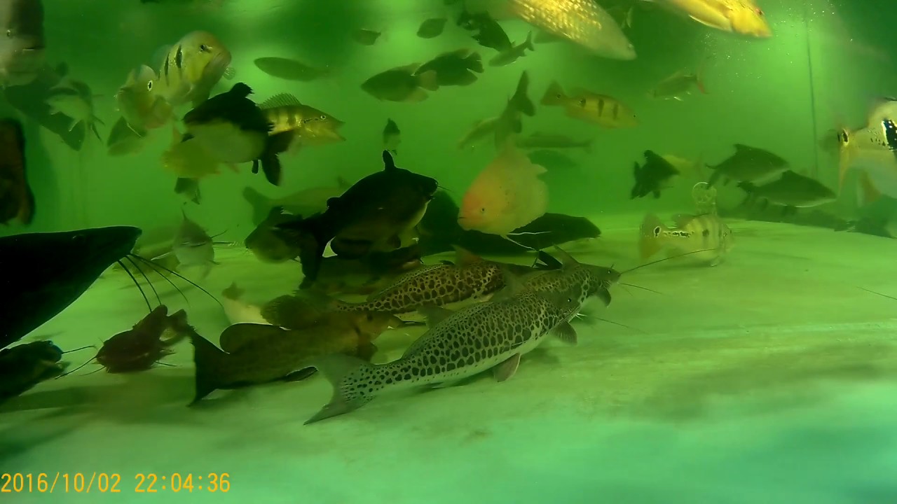 Vulture catfish 6pack, 14"20", in 4500 gal, Dec 19 2016 YouTube