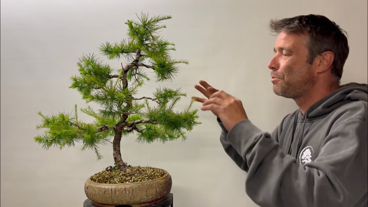 bonsai weigelie Bonsai Weigelie  Bonsai winkel