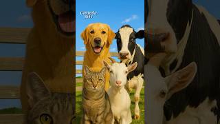 Download Lagu Lagu Suara Binatang Sapi, Kucing, Kambing, Anjing 🎶 Camedu Kids #laguhewan #viral #laguanak MP3