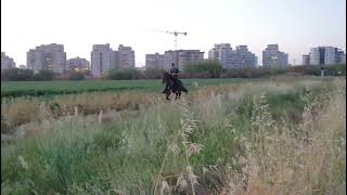 Rowdy Wiley's Tiger speed racking singlefoot stallion in Israel