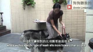 狗狗聽我的  如何使用訓練牽繩 (How To Use a Dog Training Leash)