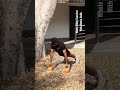 #shorts #Push-ups-cum-Kettlebell lift #wholebody Exercise for #muscle and #stamina build up.