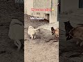 cat reaction 😳 #viral #shorts #fyp #funny #animals #cat #dog #fighting #usa