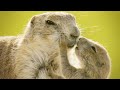 Baby Prairie Dog Learns to Socialize Through Kisses! 😙 | Life: First Steps | Animal Friends