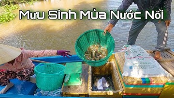 Mùa Nước Lên Đồng 2020 (Phần 3) ● Bán Cá trên Đồng Quê | Nét Quê #159