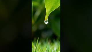 Water Dripping from Leaves = Pure Calm 🌿💧