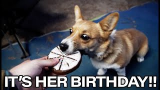 CELEBRATING MY VANLIFE CORGI'S FIRST BIRTHDAY