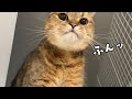 飼い主の頭の上に鼻息を「ふんっ！」とかけるのが最大の攻撃だと思い込んでいるネコ可愛い