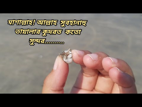 ভিডিও: কীভাবে ঝিনুক এবং শামুক সঠিকভাবে খাবেন