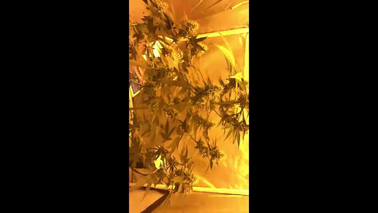Marijuana indoor kritikal bilbo 35 days In Flush