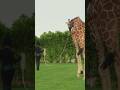 🦒😍 I been doing this 😉